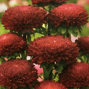 Asters "Red Pompon", Callistephus chinensis
